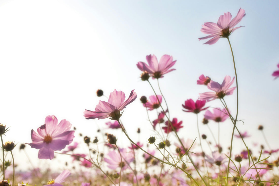 🌞 5 gestes simples pour un été plus écologique
