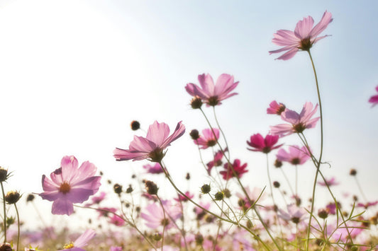 🌞 5 gestes simples pour un été plus écologique